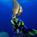 batfish_longfin_jr_v_0705_png0362.jpg